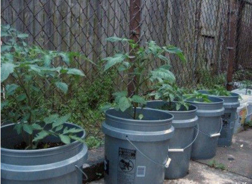 Des contenants en bouteilles en plastique de 5 gallons pour planter des légumes